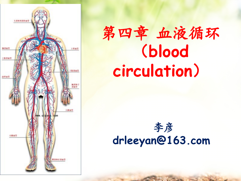 天津医科大学生理学血液循环_第2页