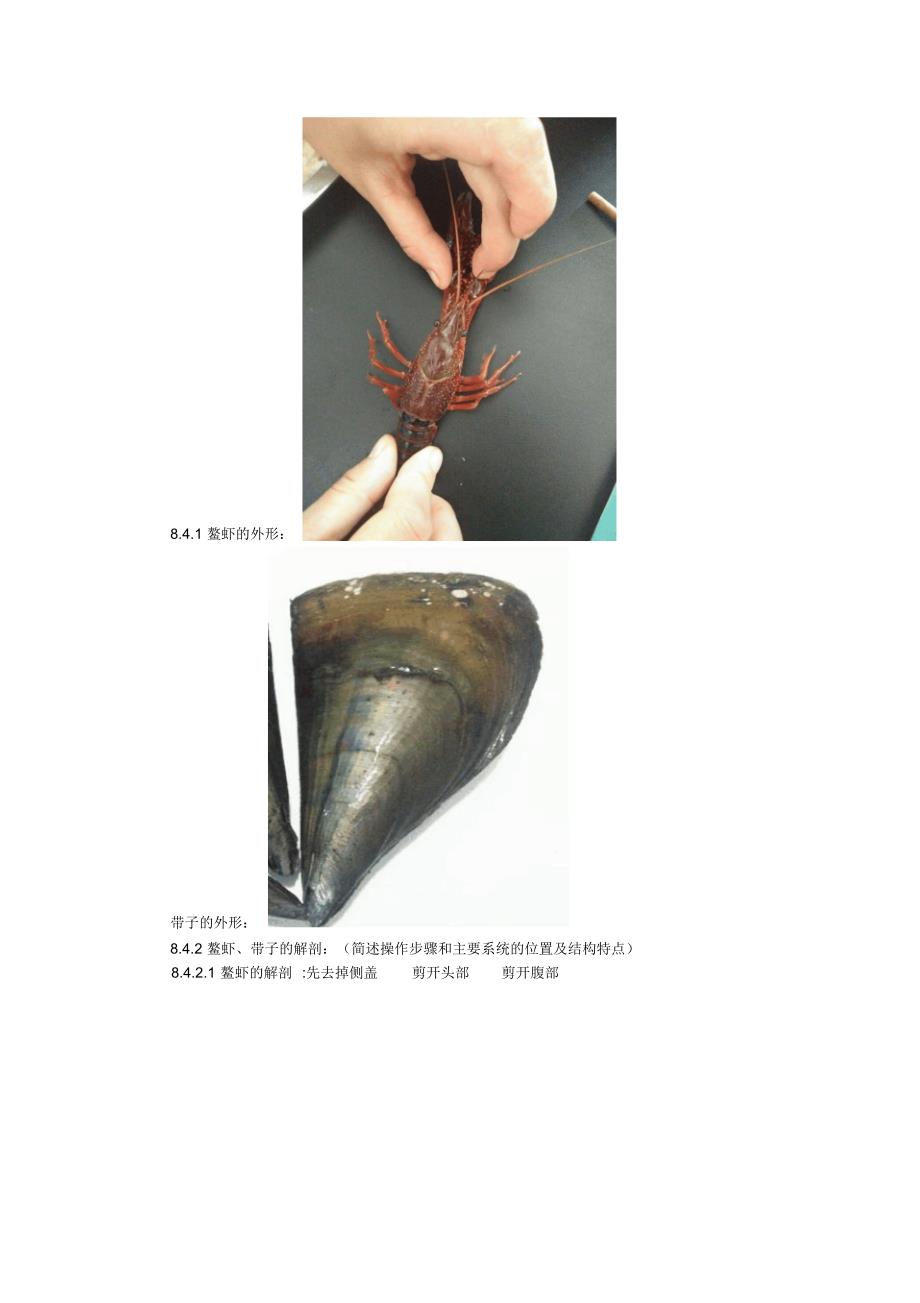 鳌虾与带子的解剖_第2页