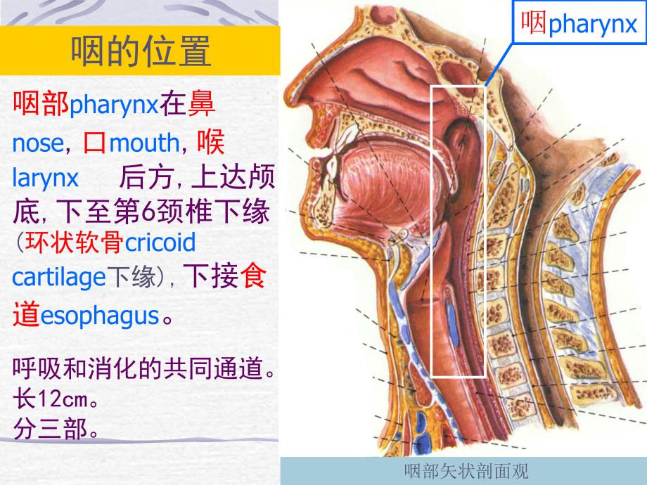 咽喉解剖与生理_第2页