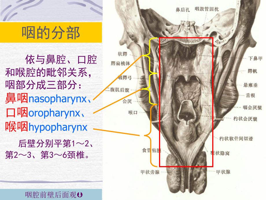 咽喉解剖与生理_第4页