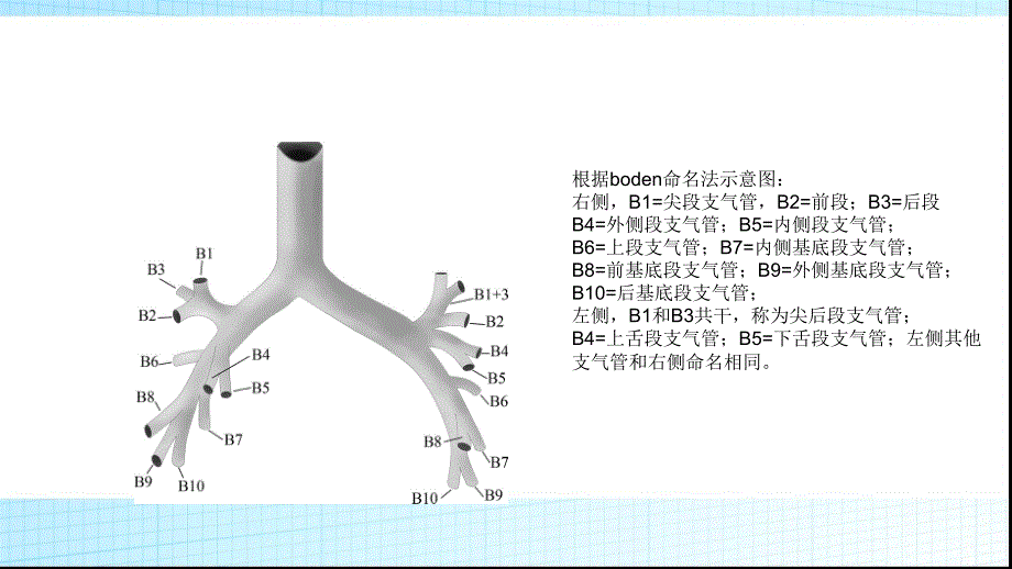 气管支气管分支变异之基于肺叶分类法_第4页