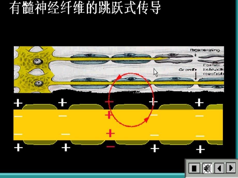 天津医科大学生理学神经系统_第5页