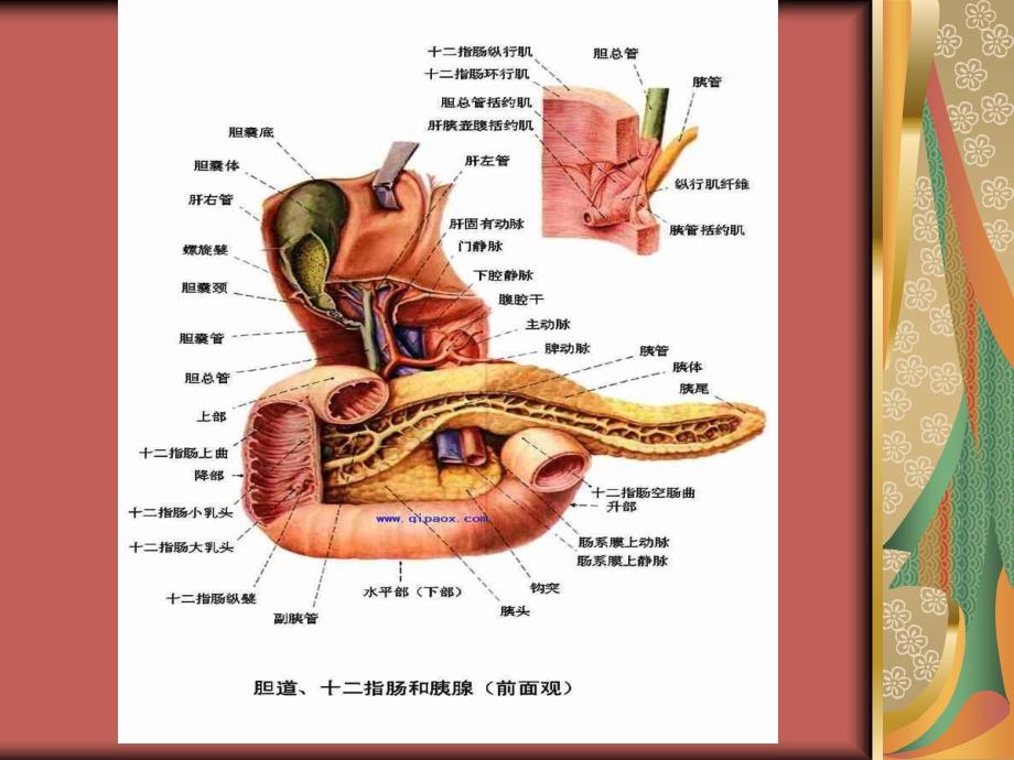 急性胰腺炎的护理田丽媛_第3页