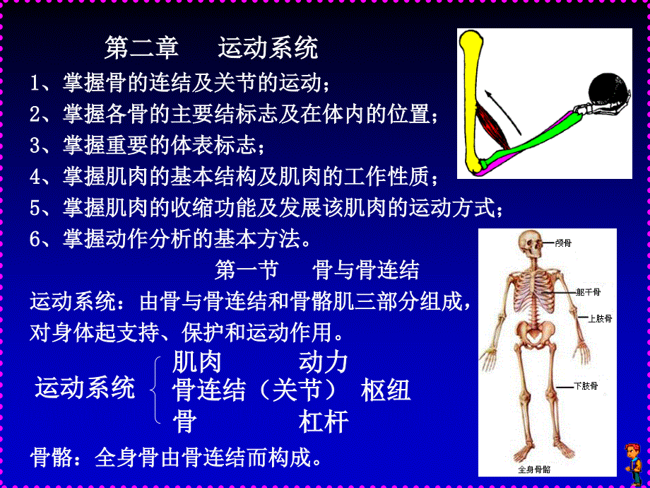 人体解剖学_a运动系统四肢部分_第1页