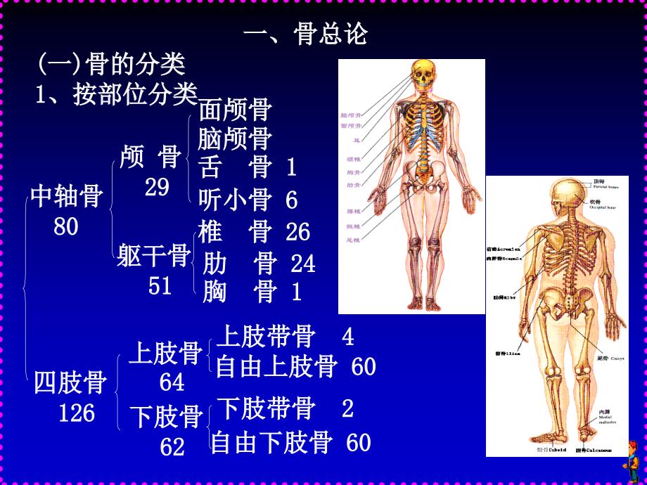 人体解剖学_a运动系统四肢部分_第2页