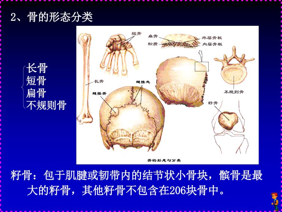 人体解剖学_a运动系统四肢部分_第3页