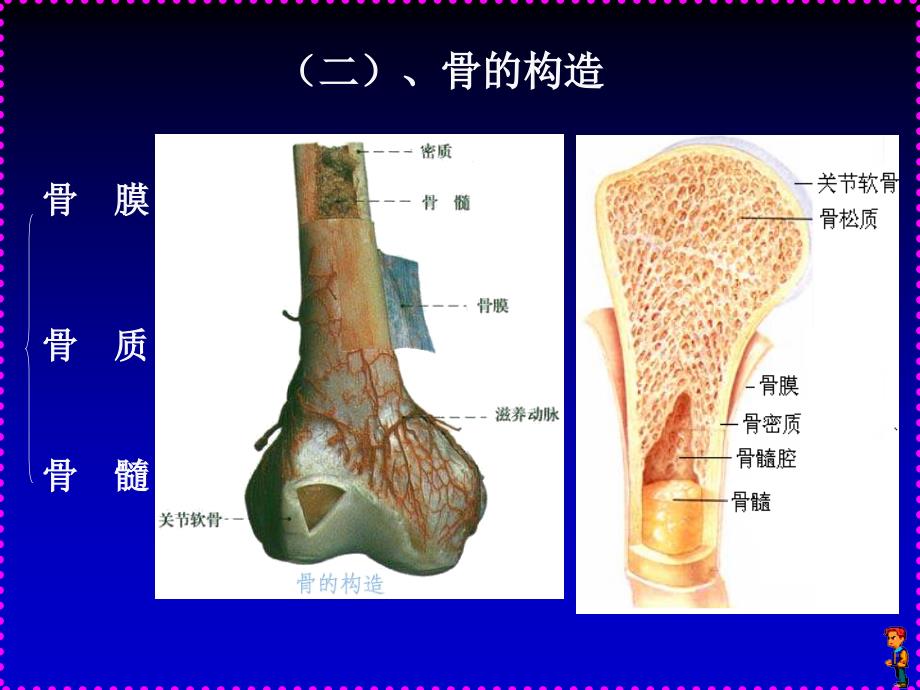 人体解剖学_a运动系统四肢部分_第5页