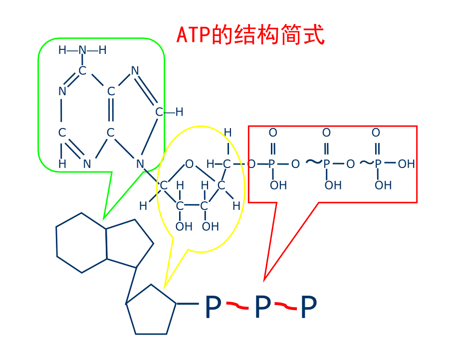 三磷酸腺苷简介_第3页