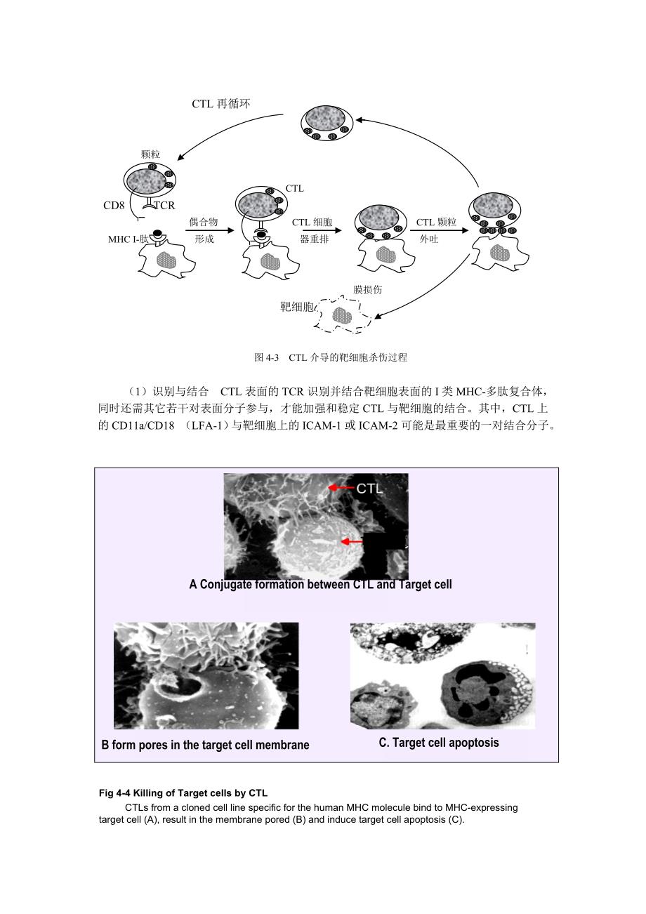 细胞毒性t细胞作用的分子机制_第3页