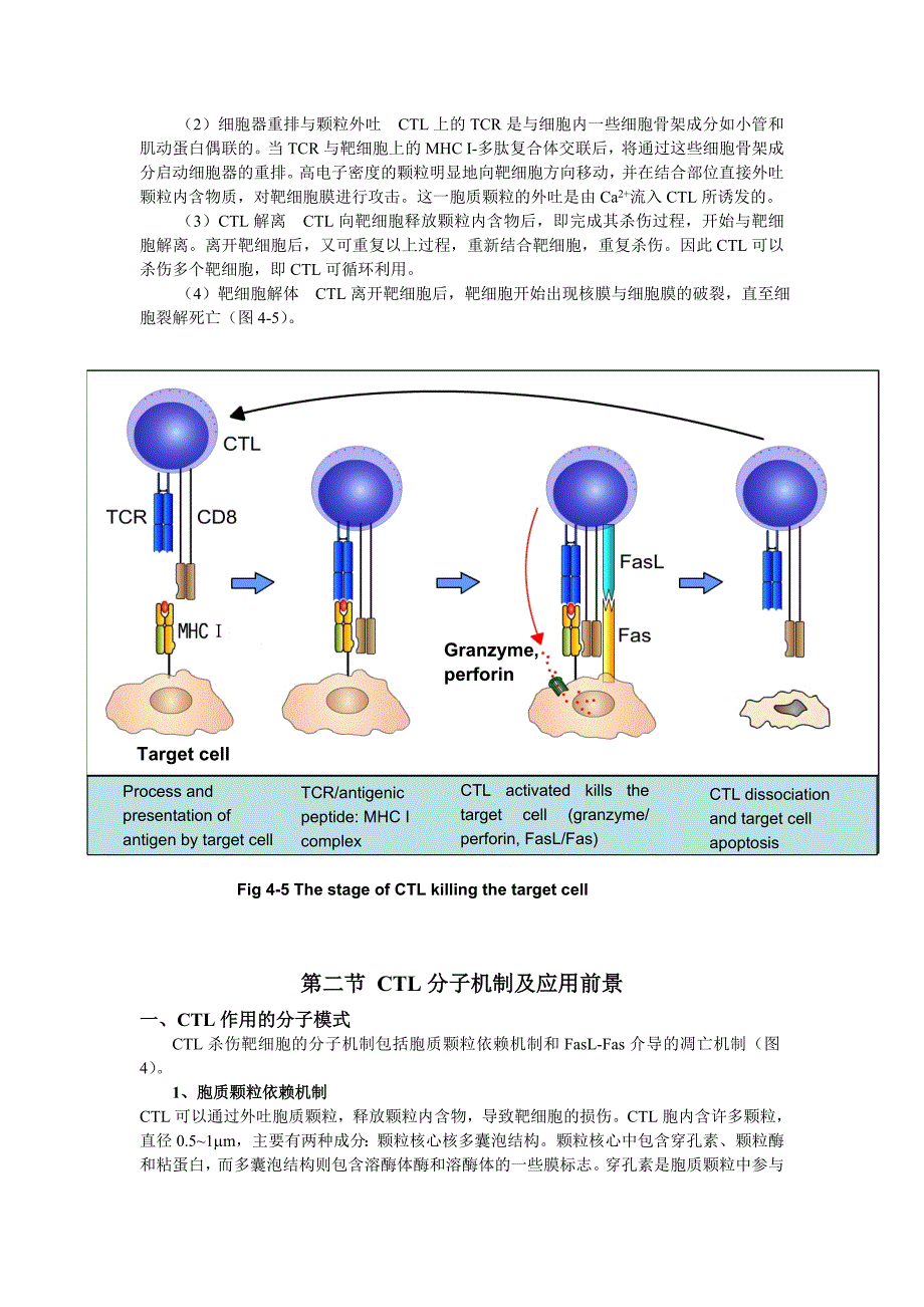 细胞毒性t细胞作用的分子机制_第4页