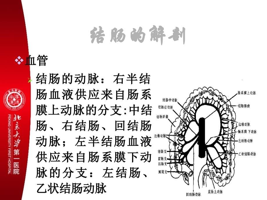 结肠肿瘤与直肠肛门疾病的诊断与治疗_第5页