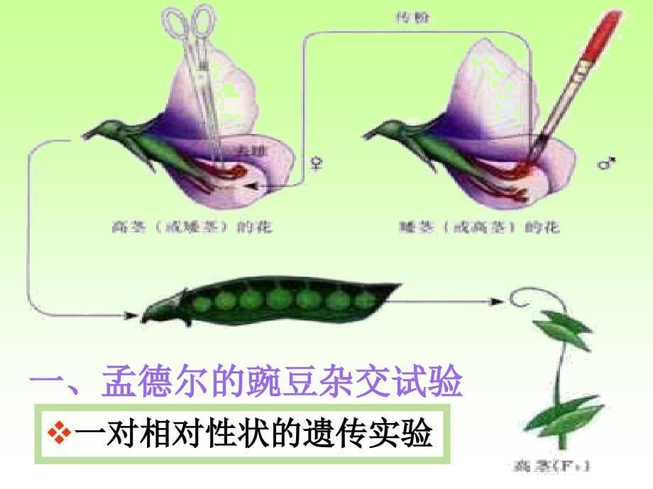 八年级生物基因的显性和隐性_第5页