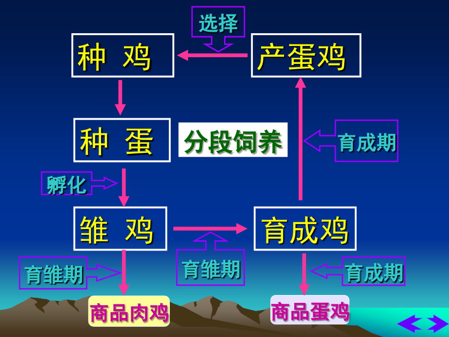 蛋鸡的饲养管理73页_第4页