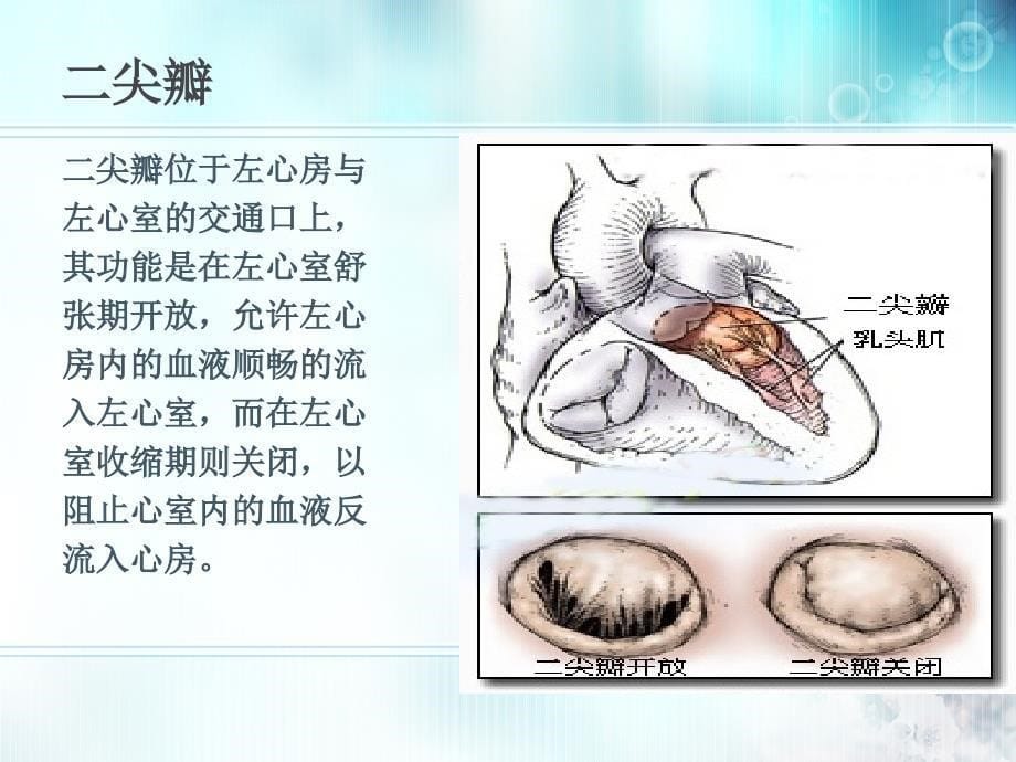 心脏瓣膜病的护理_第5页