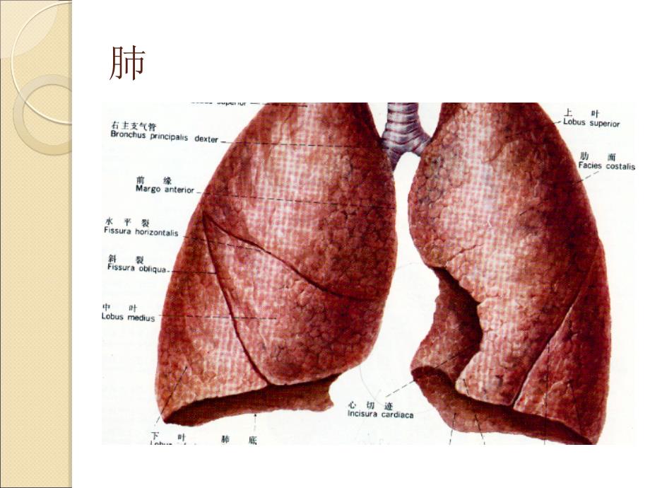 肺病科护理常规_第2页