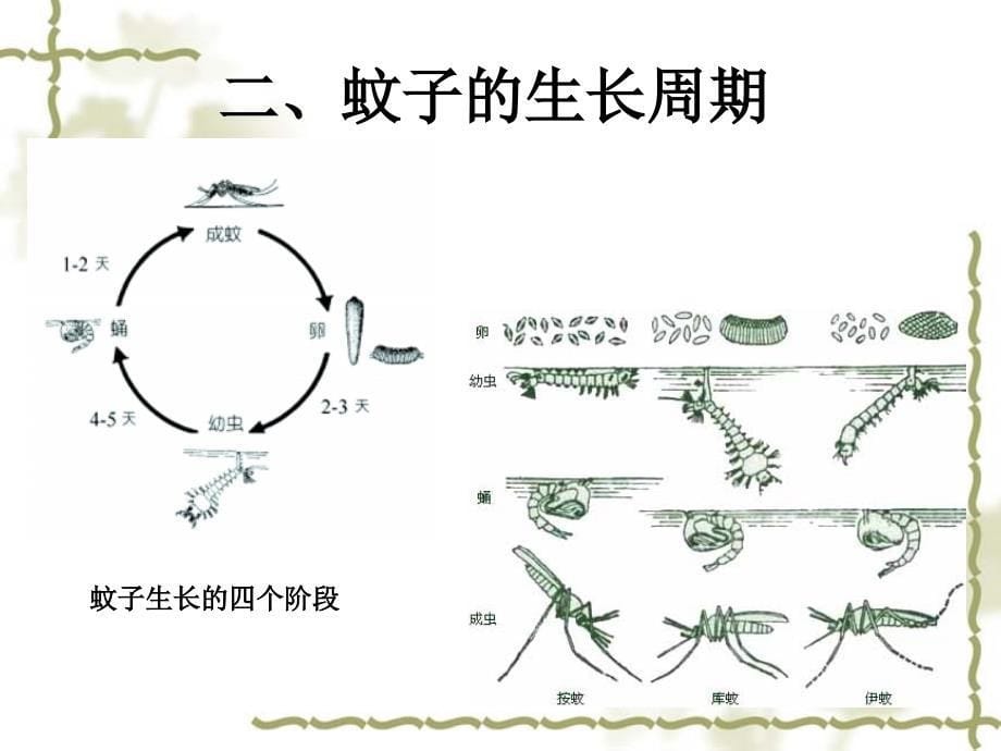 预防寨卡病毒感染,做好防蚊灭蚊工作_第5页