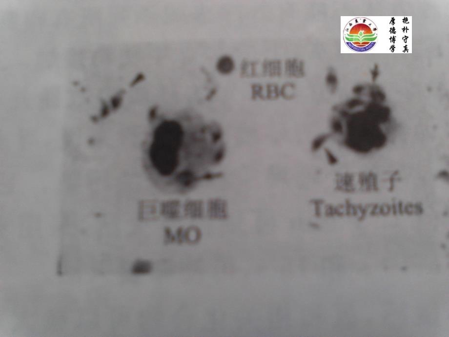 新孢子虫病(Neosporosis)_第4页