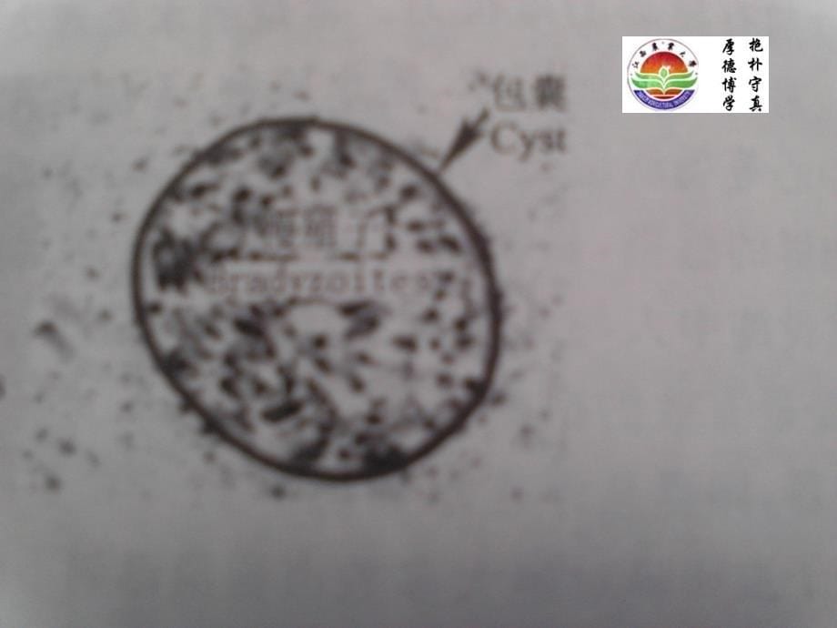 新孢子虫病(Neosporosis)_第5页