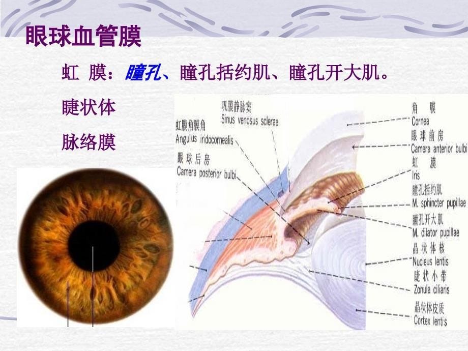 正常人体解剖学感觉器_第5页