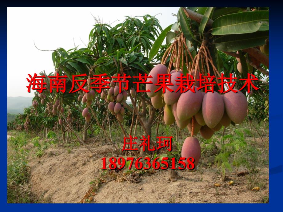海南反季节芒果生产技术1_第1页