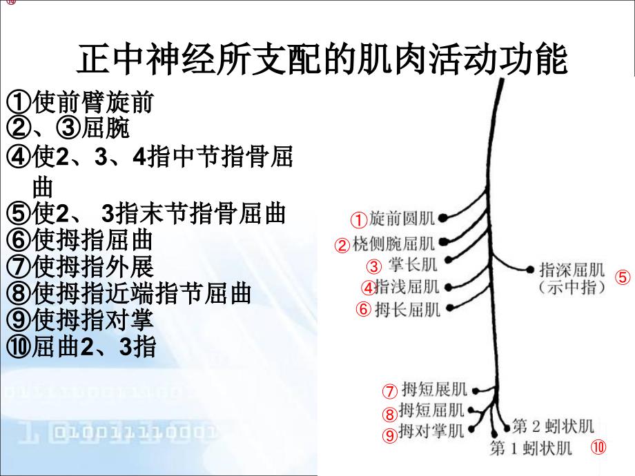 正中神经损伤的功能锻炼_第4页