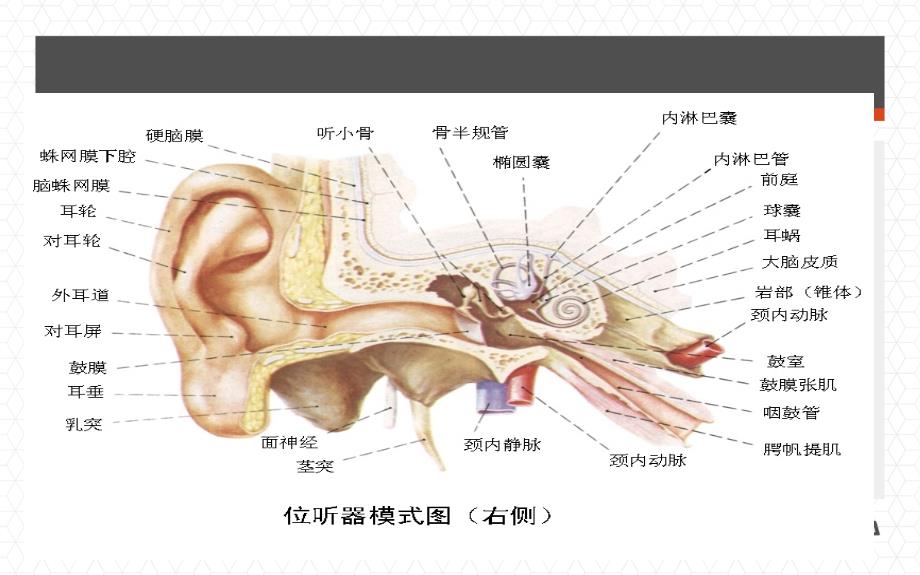 咽鼓管基础知识_第3页