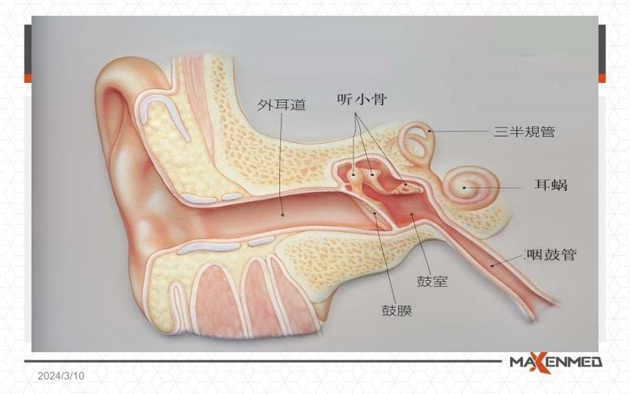 咽鼓管基础知识_第5页