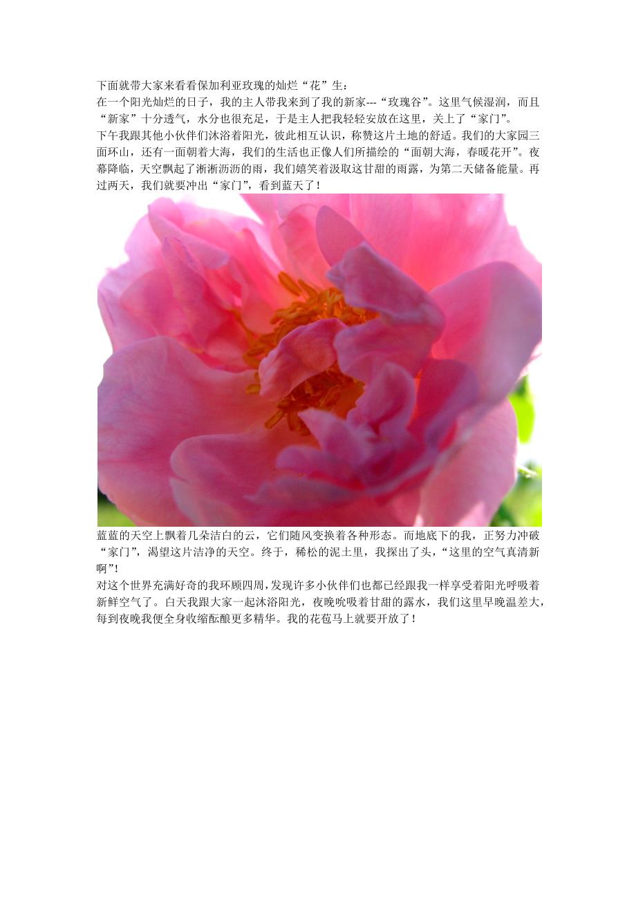 世界上最昂贵的玫瑰精油bulgarian rose ,没有之一_第2页