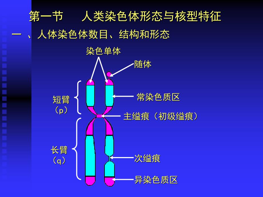 人染色体与染色体病_第2页