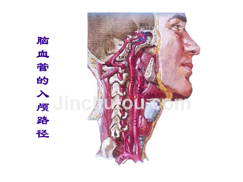 脑血管病神经内科_第5页