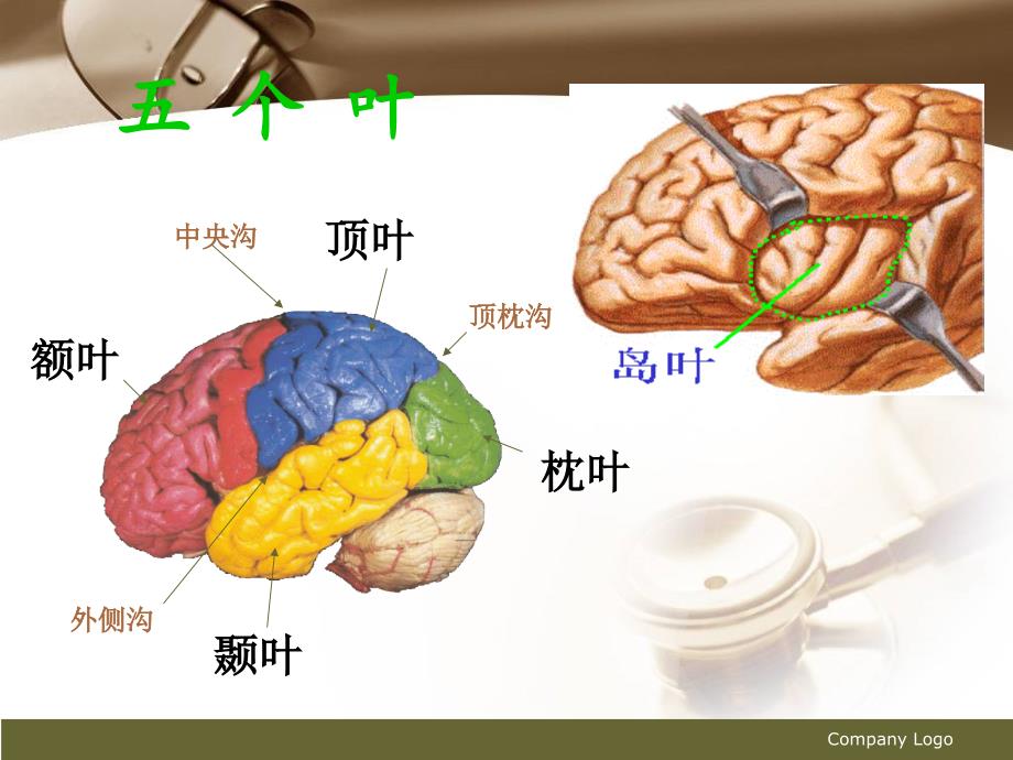 脑实质ct断层解剖_第3页