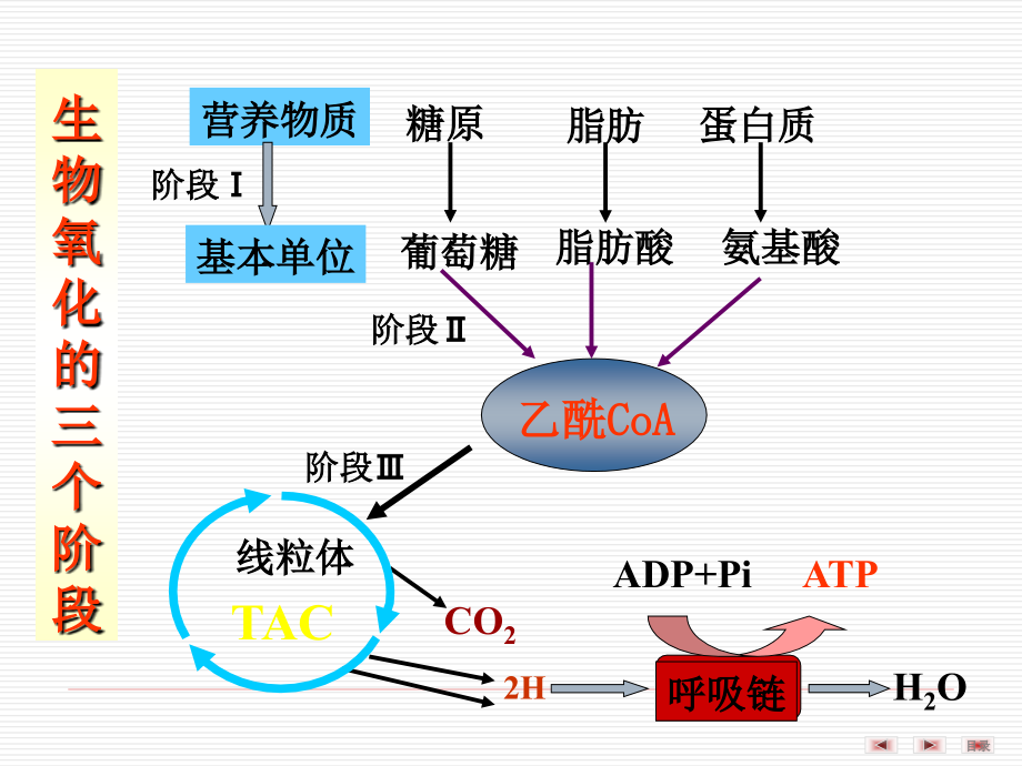 生物化学 生物氧化_第3页