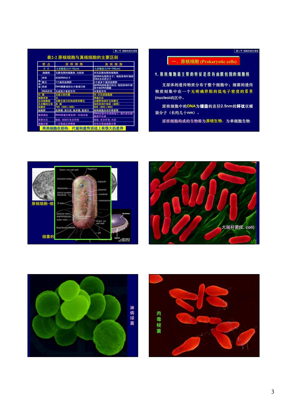 细胞的基本概念_第3页