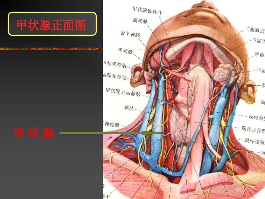 甲状腺疾病_第5页