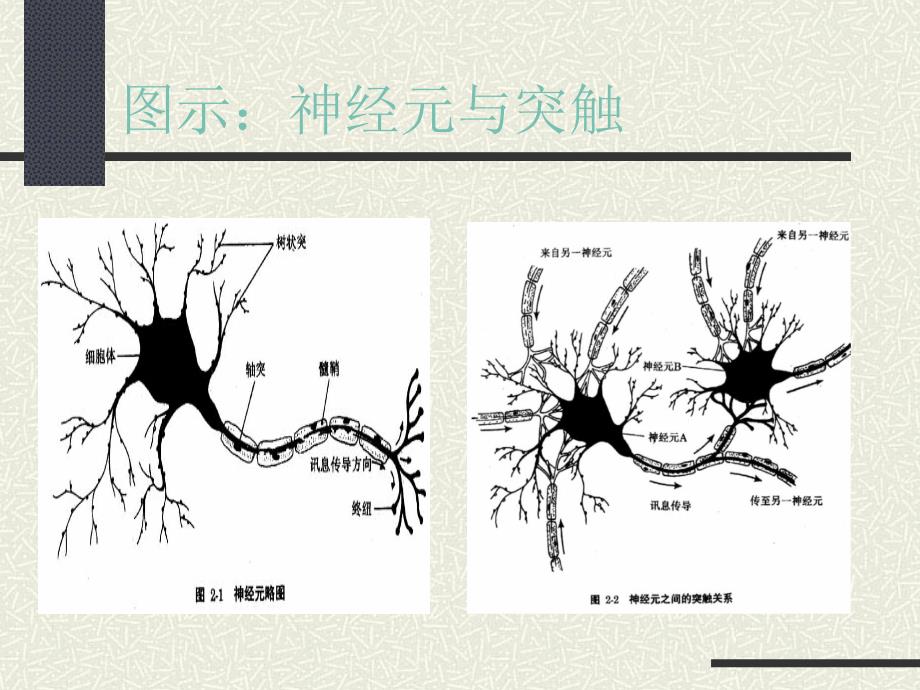 普通心理学ppt_第4页