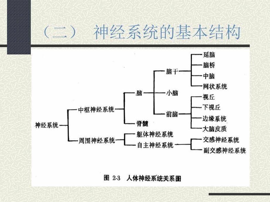 普通心理学ppt_第5页