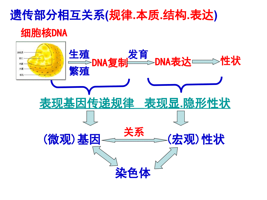 人教版教学课件高三一轮复习：遗传规律复习课时1_第2页