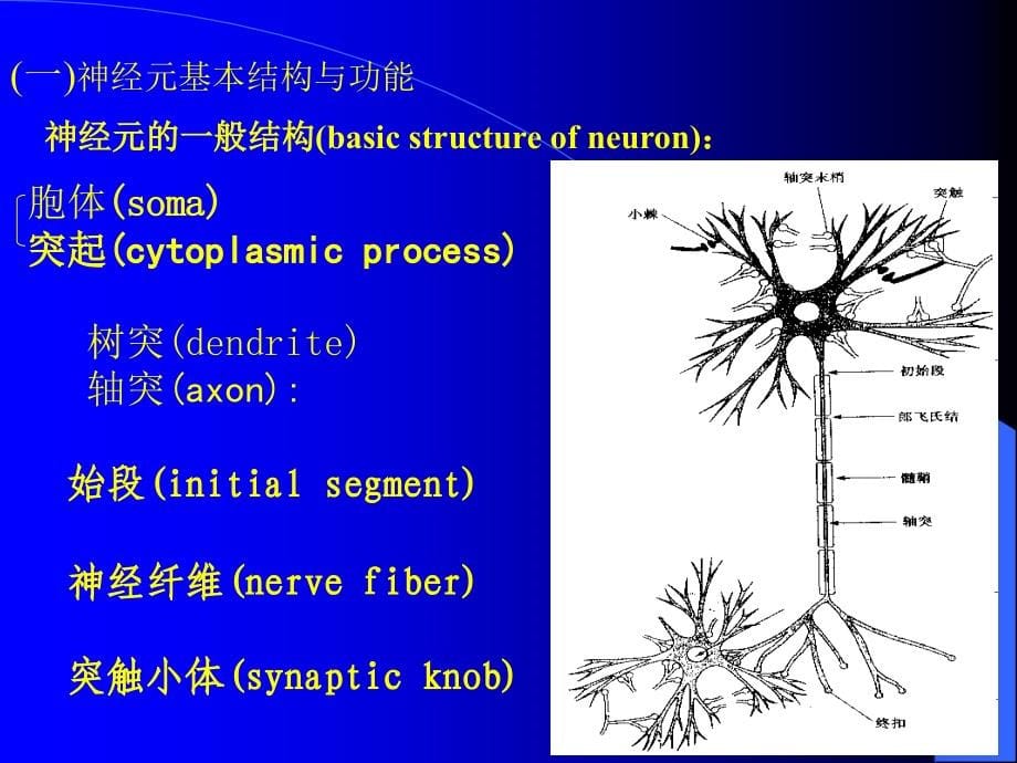 神经系统的功能_第5页