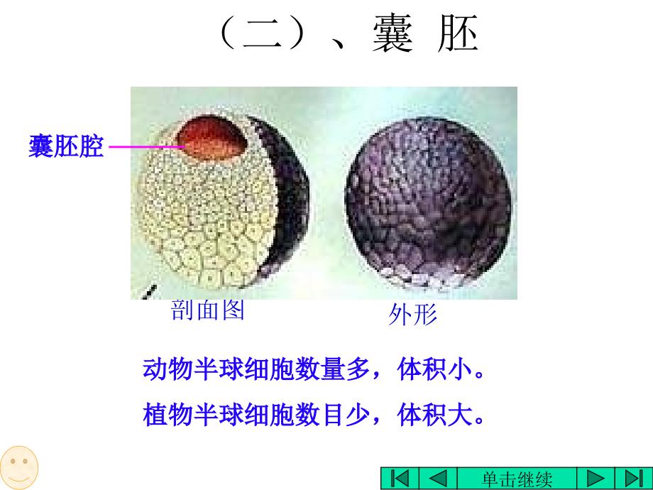 高二生物课件：昆虫的个体发育_第4页