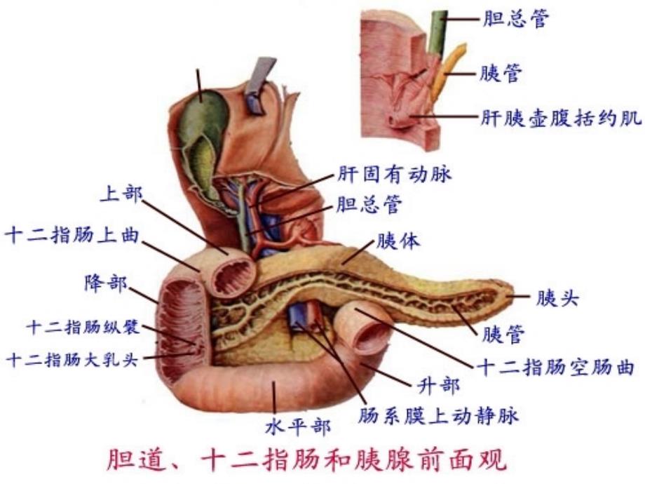 重症急性胰腺炎的诊治_第2页