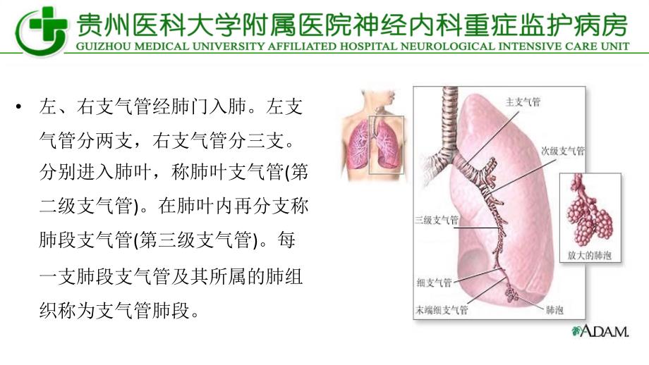 纤维支气管镜_第4页