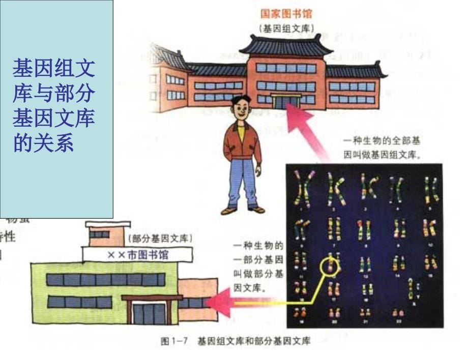 生物：1.2《基因工程的基本操作程序》课件1(新人教版选修3)_第5页