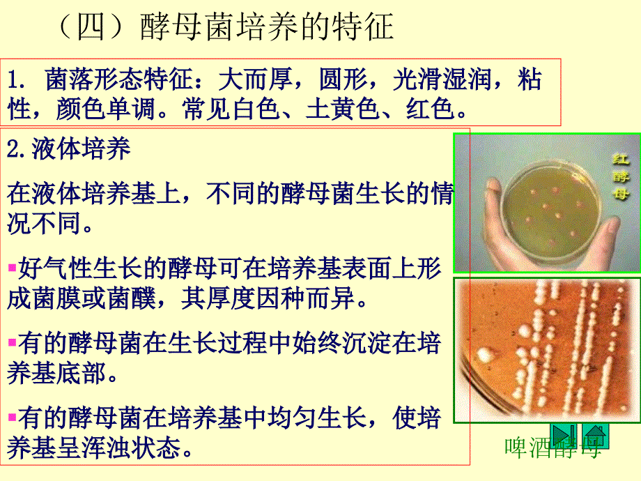 基础微生物学课件13、酵母菌(2)_第1页