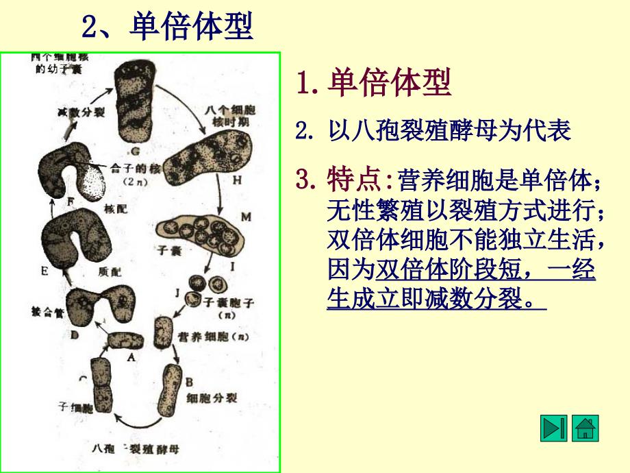 基础微生物学课件13、酵母菌(2)_第4页