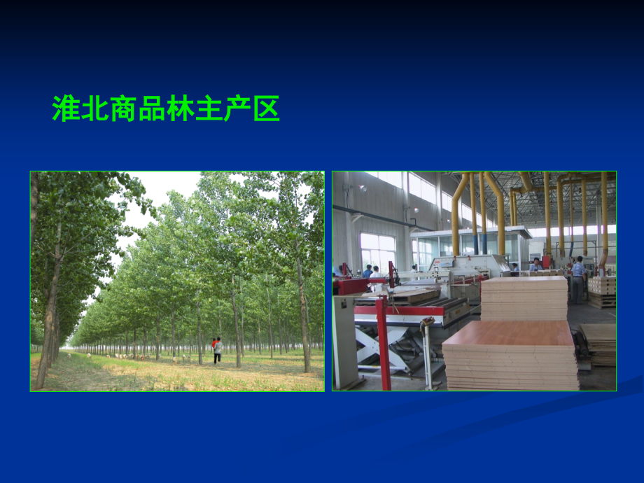 杨树产业与珍贵彩色树种_第4页