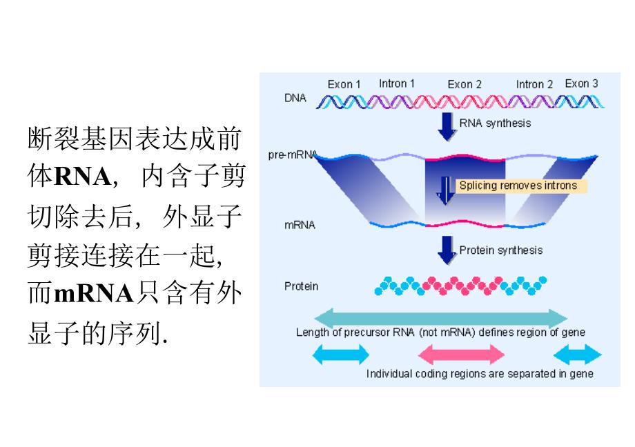 基础分子生物学课件chapter2_第3页