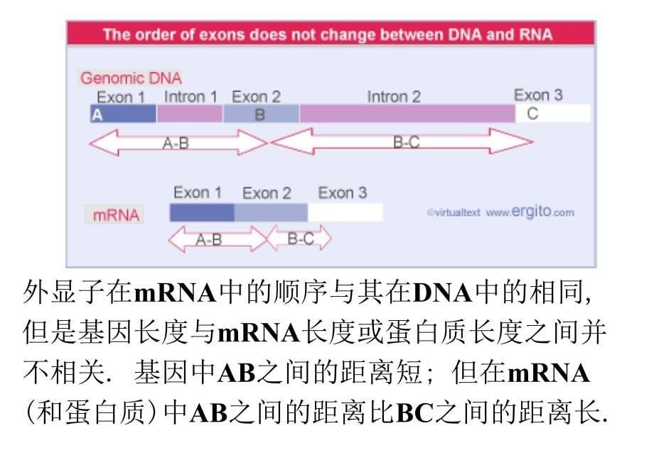 基础分子生物学课件chapter2_第5页