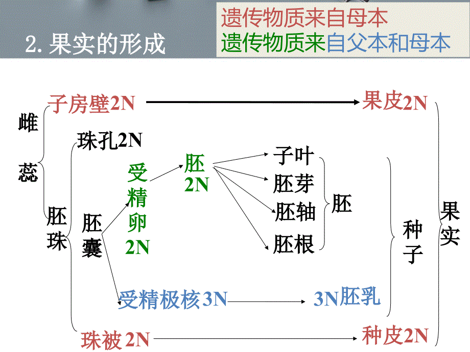 生物中的植物和蜜蜂染色体数_第3页