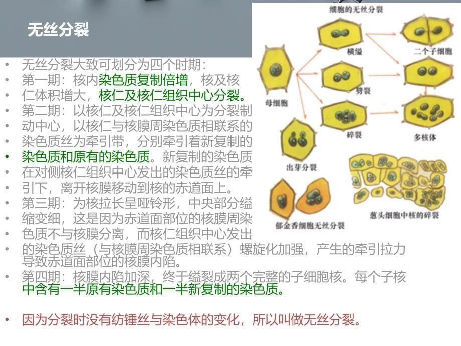 生物中的植物和蜜蜂染色体数_第5页