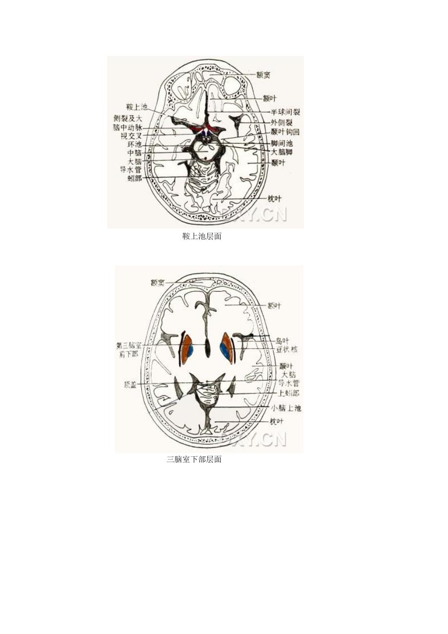 颅脑ct横断简明解剖_第2页